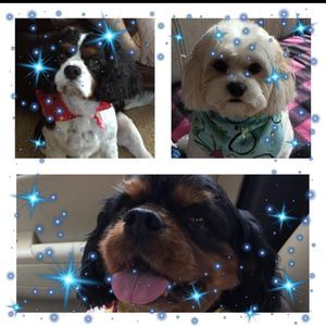 Meet your Posher, Melvin